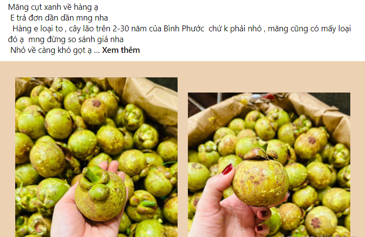 Tuy nhiên, thời gian gần đây, chợ mạng rầm rộ rao bán măng cụt xanh làm gỏi. Theo đó, măng cụt xanh tạo nên cơn sốt từ các hội nhóm bán đồ ăn online trên Facebook cho tới TikTok. Ảnh chụp màn hình