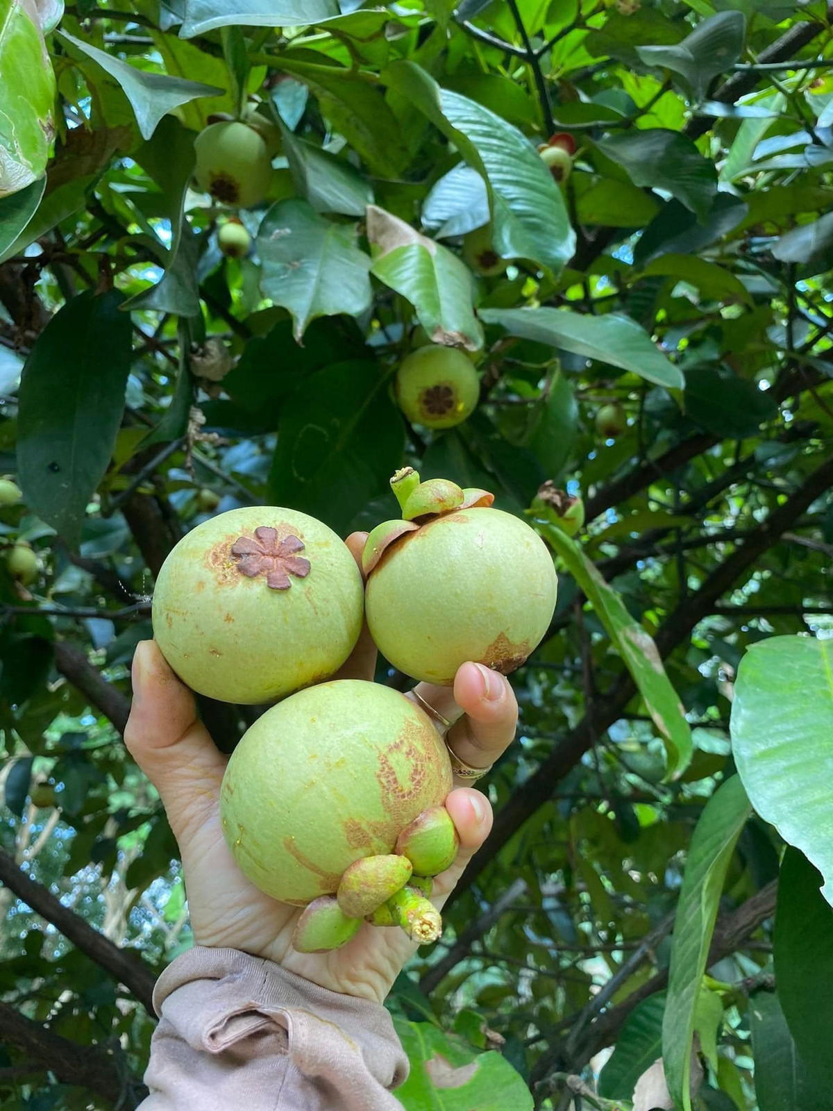 Hơn nữa, mỗi kg măng cụt xanh khi gọt vỏ chỉ còn 150g ruột. Để có 1kg ruột măng cụt phải gọt khoảng 6-8kg quả. Ảnh: Facebook