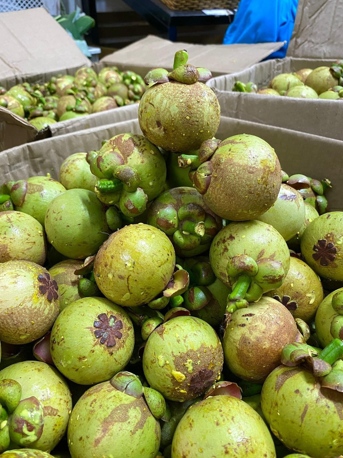 Mặc dù giá cao nhưng măng cụt xanh đang rất hút khách. Có cửa hàng bám được tới 200kg măng cụt xanh chỉ trong một tuần. Ảnh: Facebook