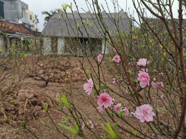 Nhà mái rạ của ông Huỳnh Công Tâm, tổ 4, thị trấn Yên Định, huyện Hải Hậu (Nam Định) được dựng từ năm 1975. Ảnh: Dân trí