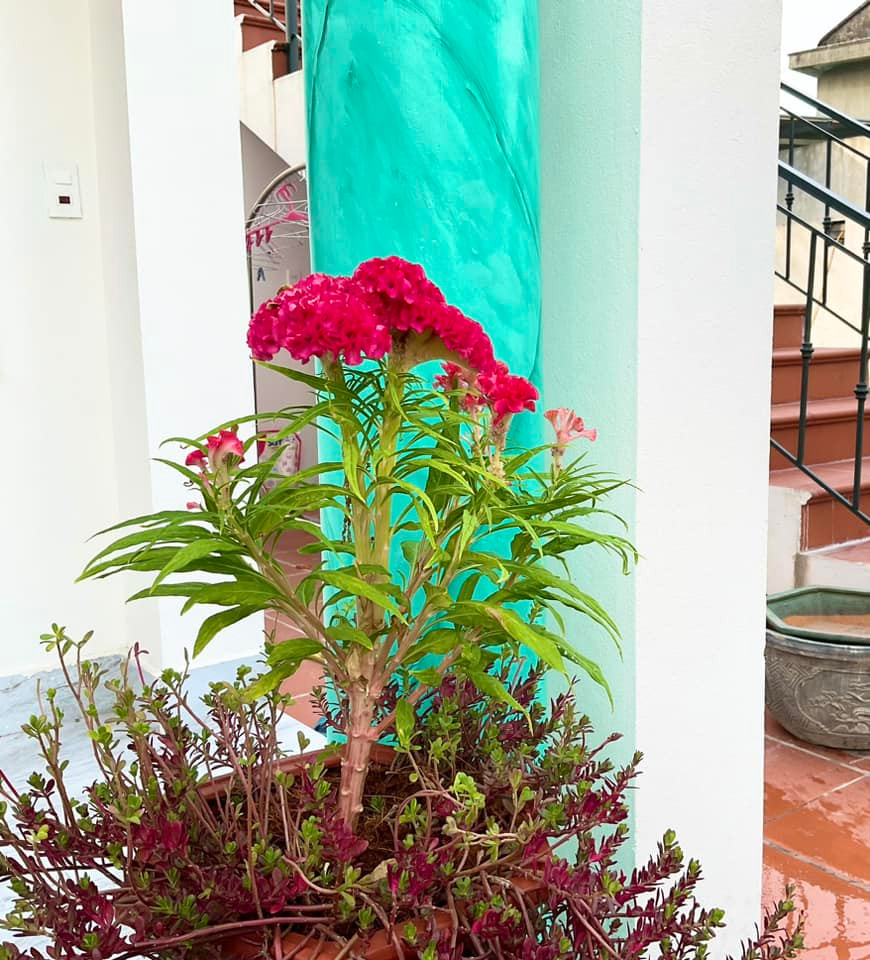 Hoa mào gà trồng chậu nở hoa rực rỡ. Ảnh: FBNV