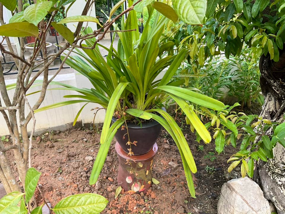 Những lúc rảnh rỗi, diễn viên Hồ Phong lại chăm sóc, tưới nước và vun trồng những cây cối trong vườn nhà. Ảnh: FBNV