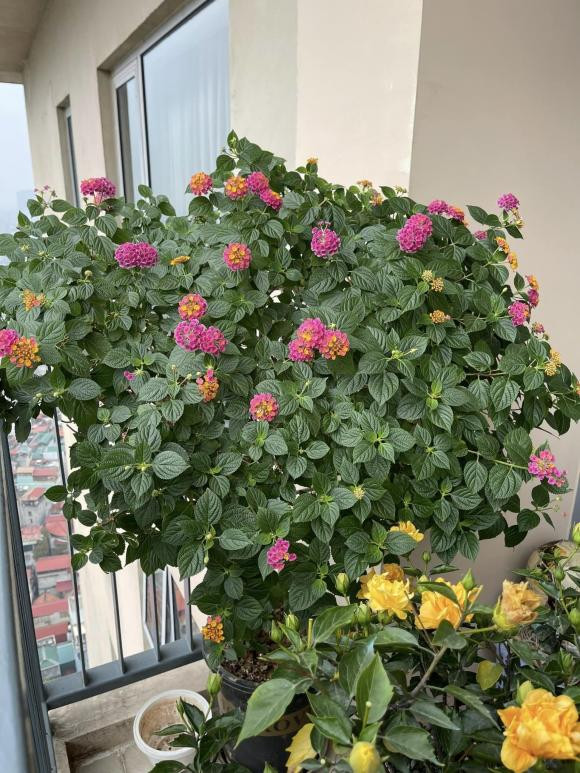 Mới đây, bà xã MC Thành Trung hé lộ loạt ảnh căn penthouse được trang hoàng rực rỡ để chuẩn bị đón Tết Nguyên đán khiến dân tình không khỏi xuýt xoa.