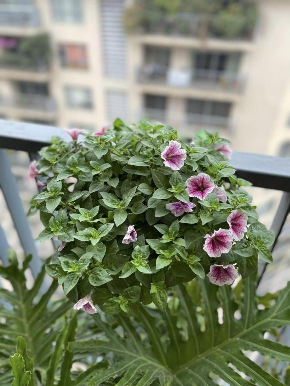 Các loại hoa đủ màu đua nhau khoe sắc.