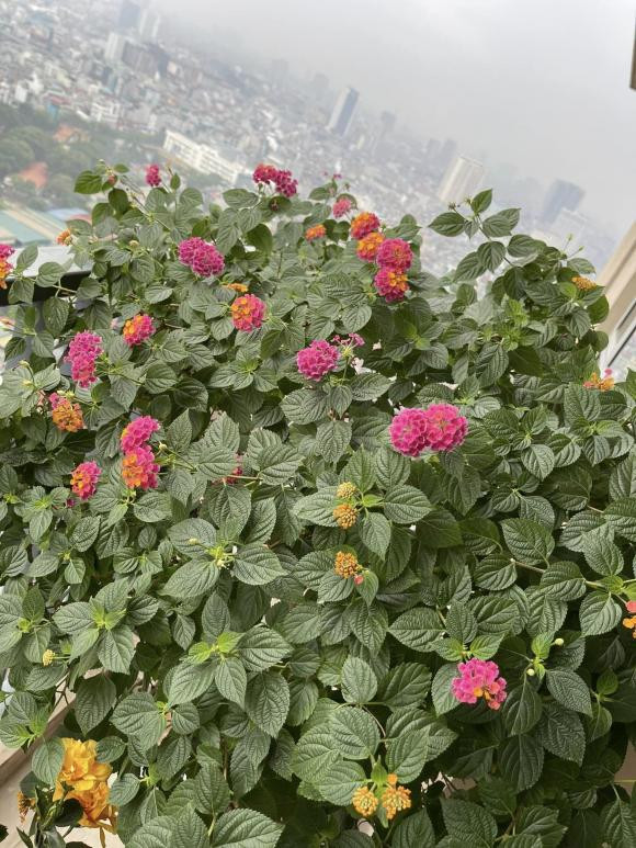 Bà xã MC Thành Trung viết: "Hoa nhà sáng nay. Trước khi đi tập là lại lượn một vòng ngắm nghía rồi mới đi".