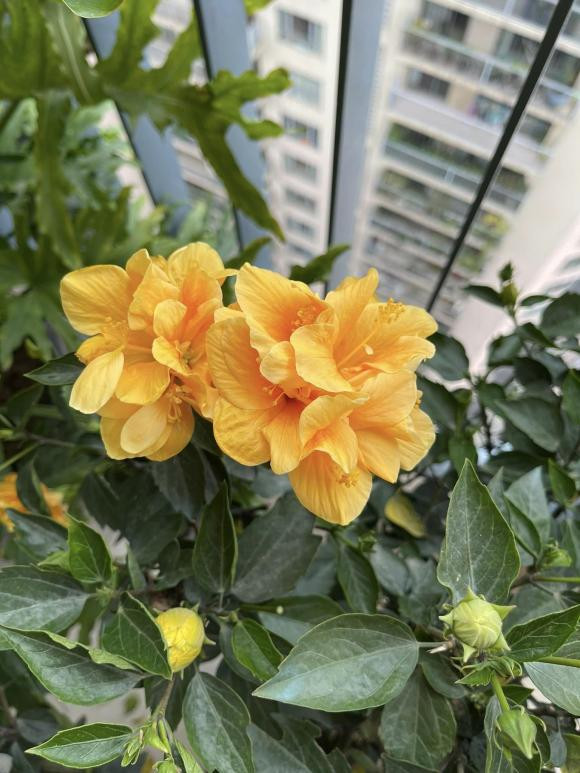 Hoa vàng rực một góc ban công.