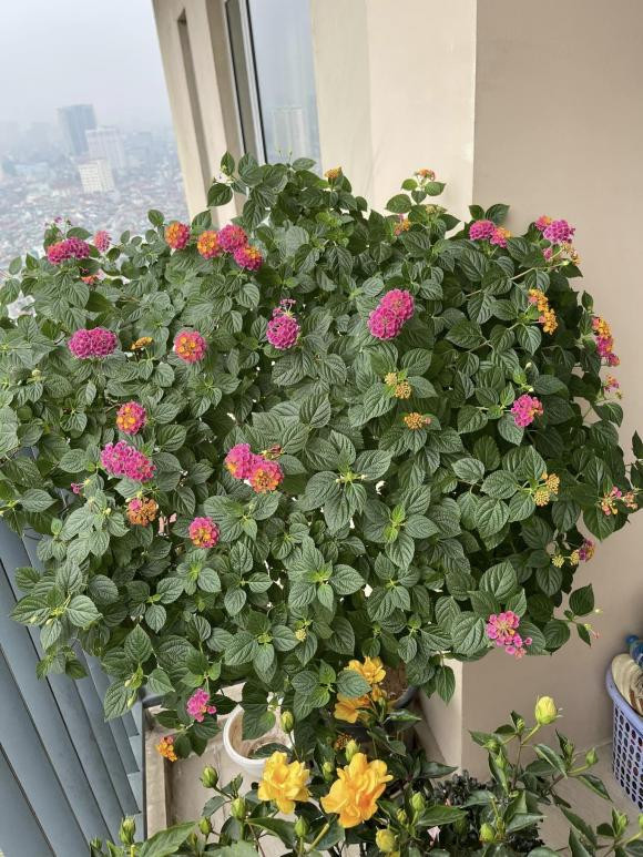 Ngoài penthouse cao cấp, vợ chồng nam MC còn sở hữu nhiều xe sang, thường xuyên đi du lịch ở những nơi sang chảnh. Nguồn ảnh: FBNV