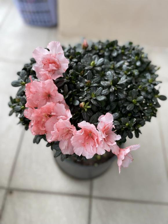 Không gian ngập sắc hoa trong căn penthouse của vợ chồng MC Thành Trung.