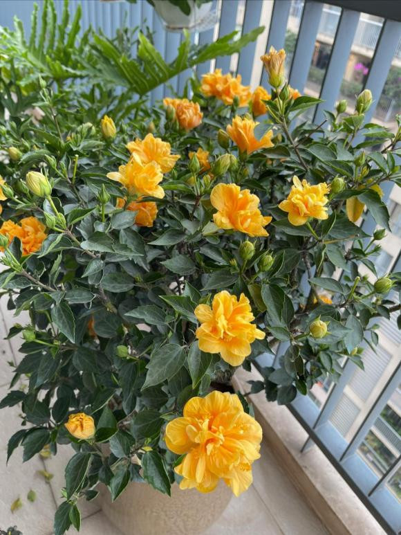 Không tiết lộ cụ thể về tổ ấm của gia đình mình nhưng theo lời bà xã Thành Trung, khi mới chuyển tới đây, cô cảm thấy không quen vì rộng quá nên đã phải gọi hai người giúp việc tới nhà để... chơi cùng mình.