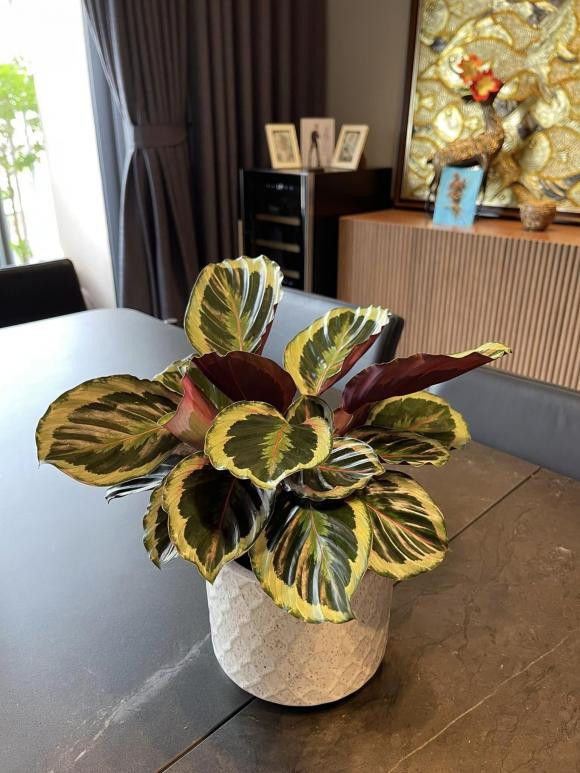 Từ ngoài vào trong, góc nào cũng có hoa và cây xanh.