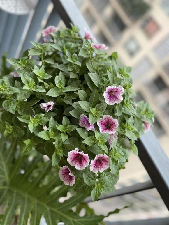 Sau khi kết hôn vào năm 2017, vợ chồng Thành Trung - Ngọc Hương có cuộc sống viên mãn và hạnh phúc.