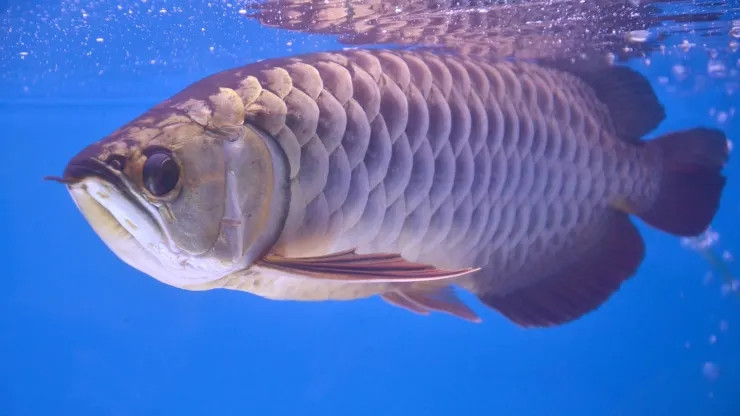 Một lý do nữa khiến cá rồng đắt là việc nhân giống rất khó khăn. Một số loài cá rồng thậm chí còn được liệt kê trong danh sách có nguy cơ tuyệt chủng.