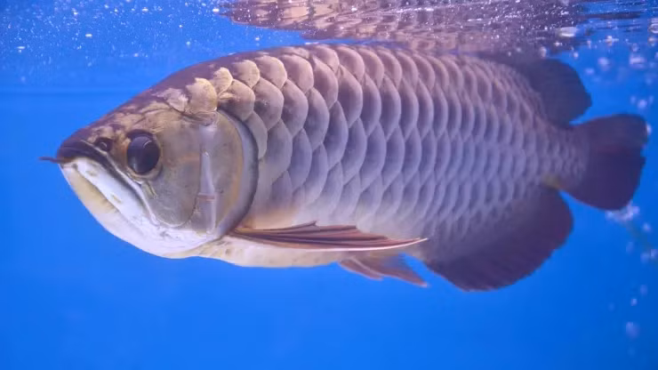 Một lý do nữa khiến cá rồng đắt là việc nhân giống rất khó khăn. Một số loài cá rồng thậm chí còn được liệt kê trong danh sách có nguy cơ tuyệt chủng.