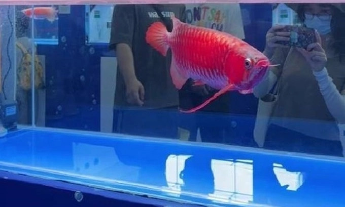 Sự việc khiến cư dân mạng xôn xao. Có người cho rằng giá bán này tương đương lương của một nhân viên làm hàng chục năm hoặc bằng giá một căn nhà, thậm chí ngang cả siêu xe. Ảnh: Chips