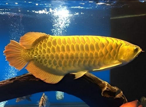 Bên cạnh đó, cá rồng còn được cho là đem lại may mắn, thịnh vượng cho chủ nhân. Ảnh: Getty