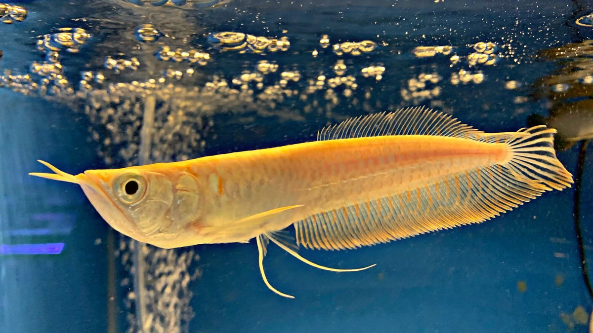 Với giá trị cao, cá rồng thường xuyên bị kẻ trộm "dòm ngó". Singapore - một trong những nơi có tỷ lệ tội phạm thấp nhất thế giới từng xảy ra 4 vụ trộm cá rồng chỉ trong một tuần. Ảnh: Lazada