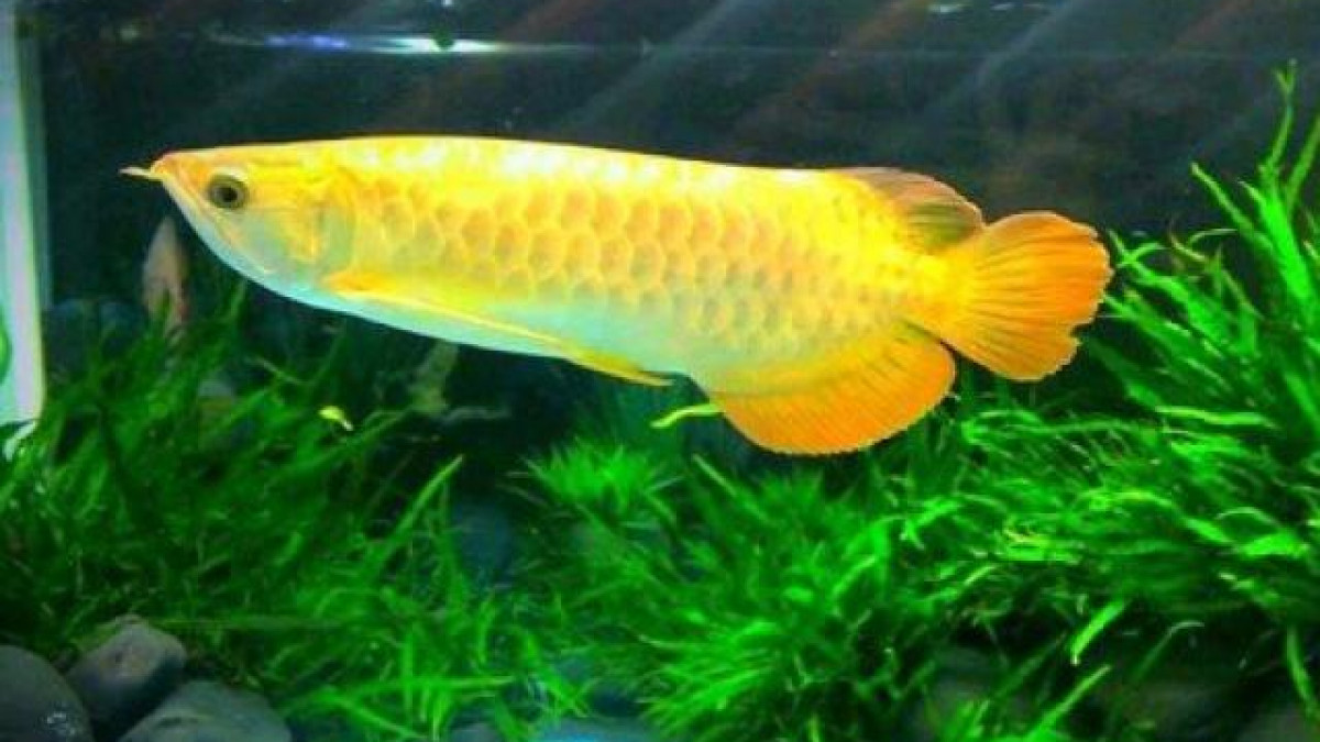 Đặc biệt, cá rồng có thể dài đến 90 cm và sống tới 50 năm. Ảnh: Getty