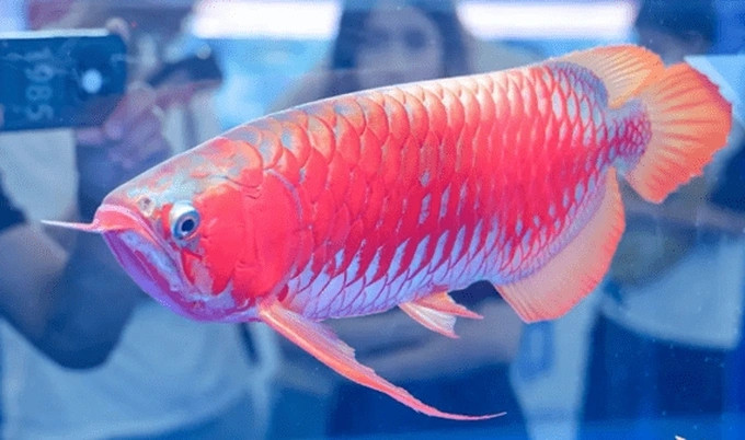 Tại giải vô địch cá rồng thế giới "Great Wall Cup" được Hiệp hội Nghề cá Trung Quốc tổ chức ở Quảng Châu mới đây, một con cá rồng được bán với giá 1,08 triệu nhân dân tệ (hơn 3,6 tỷ đồng). Ảnh: Chips