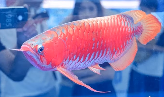 Tại giải vô địch cá rồng thế giới "Great Wall Cup" được Hiệp hội Nghề cá Trung Quốc tổ chức ở Quảng Châu mới đây, một con cá rồng được bán với giá 1,08 triệu nhân dân tệ (hơn 3,6 tỷ đồng). Ảnh: Chips