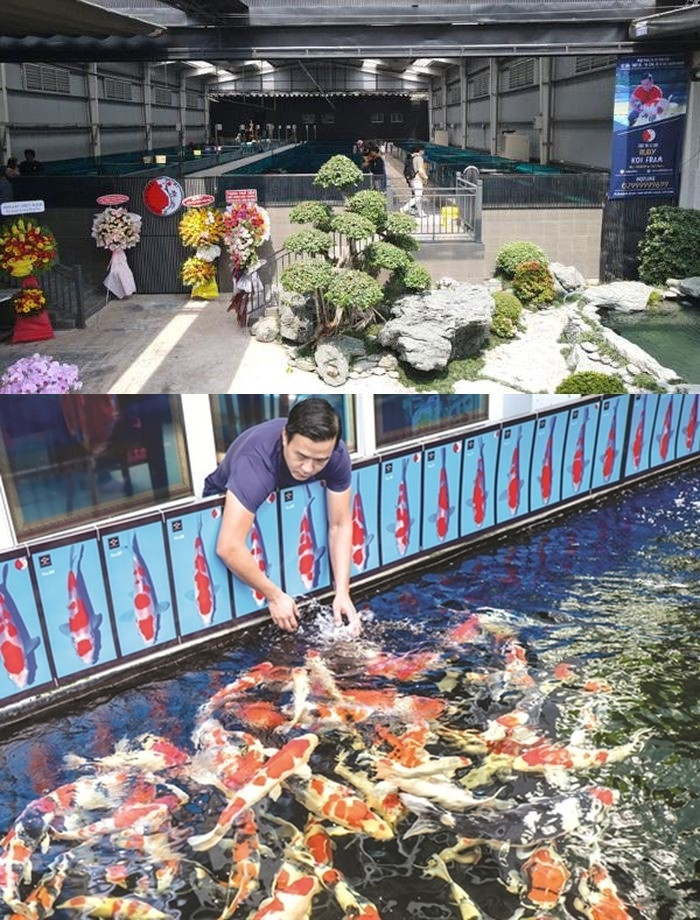 Doanh nhân Thắng Ngô từng trưng bày số lượng lớn cá Koi trong trang trại, giá trị lên tới 30 tỷ đồng.
