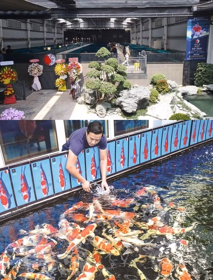 Doanh nhân Thắng Ngô từng trưng bày số lượng lớn cá Koi trong trang trại, giá trị lên tới 30 tỷ đồng.