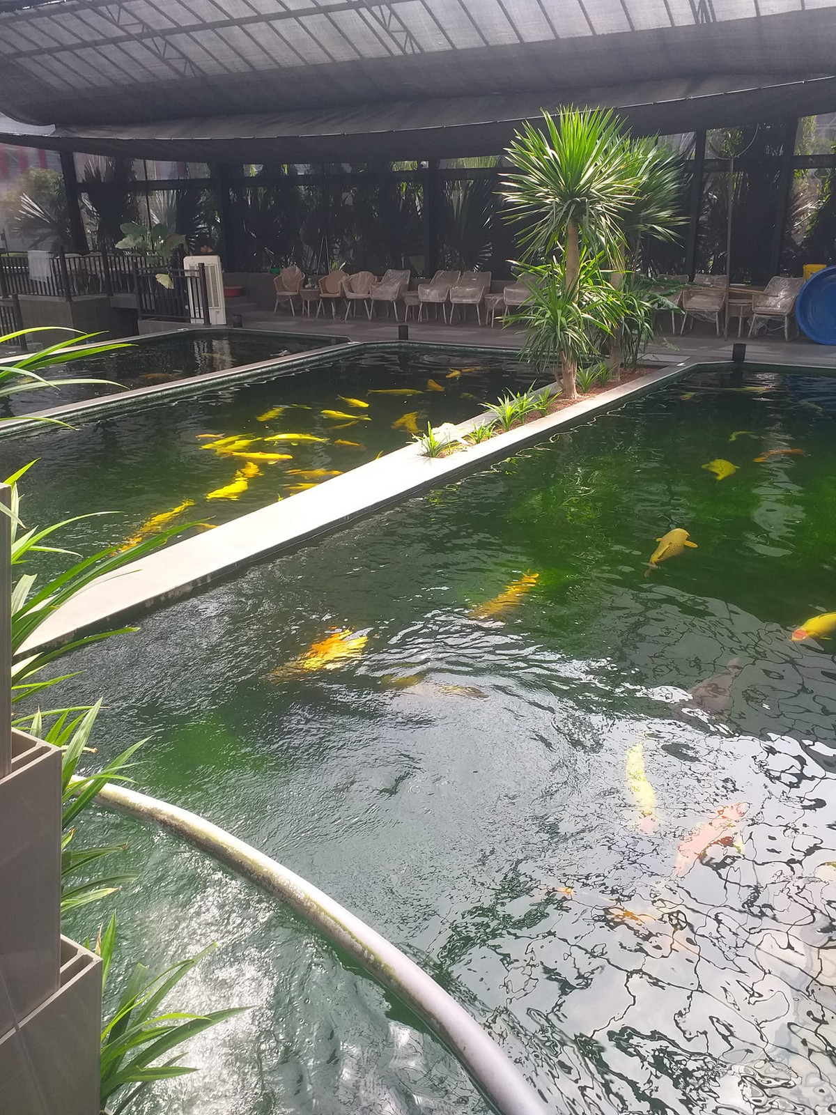 Sau khi để lại toàn bộ tài sản cho vợ cũ, "vua cá Koi" Thắng Ngô tự mình xây dựng một cơ nghiệp mới.