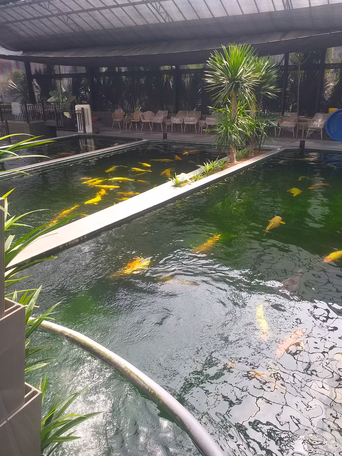 Sau khi để lại toàn bộ tài sản cho vợ cũ, "vua cá Koi" Thắng Ngô tự mình xây dựng một cơ nghiệp mới.