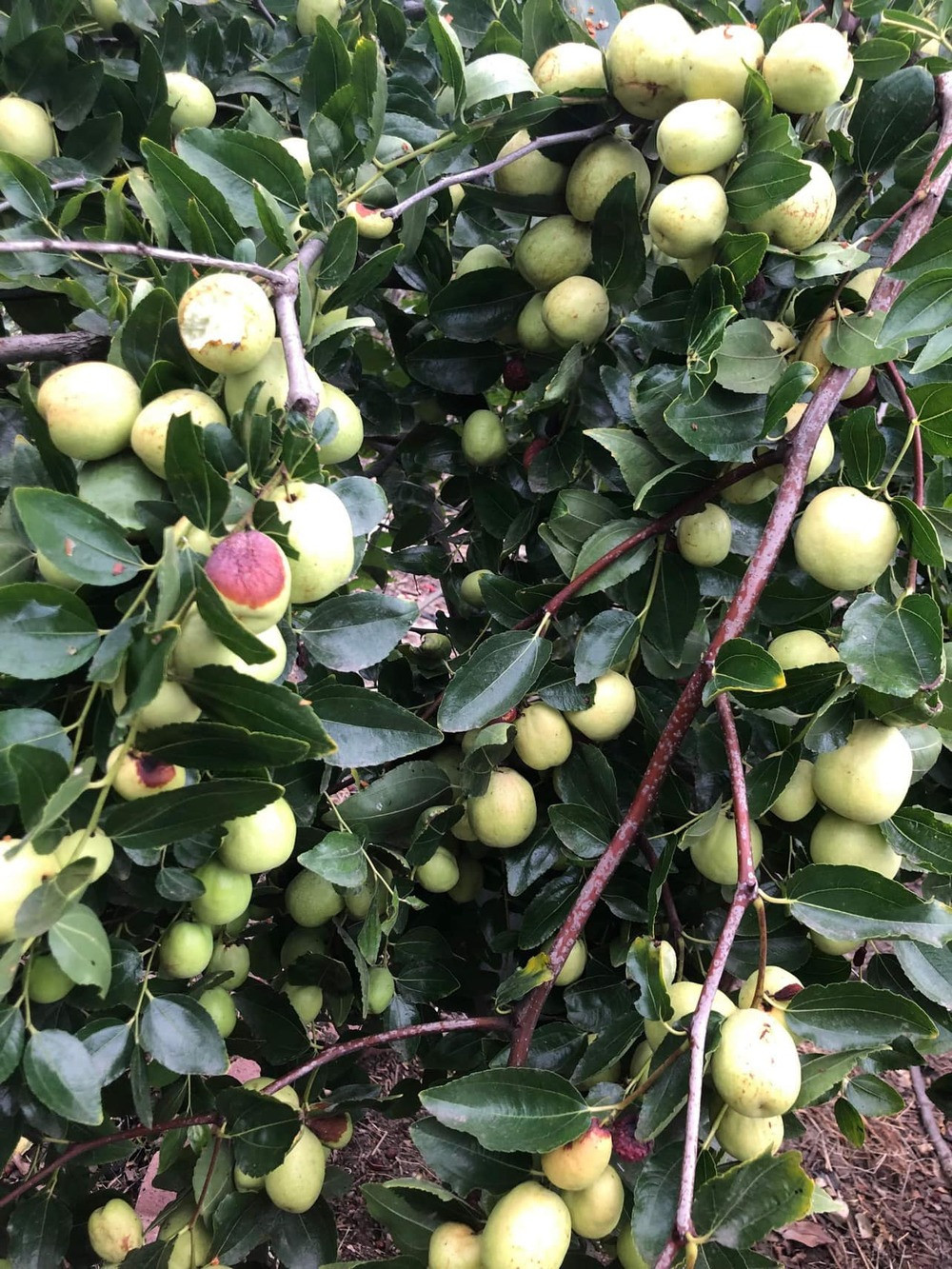 Trong vườn cây trái sai trĩu quả.