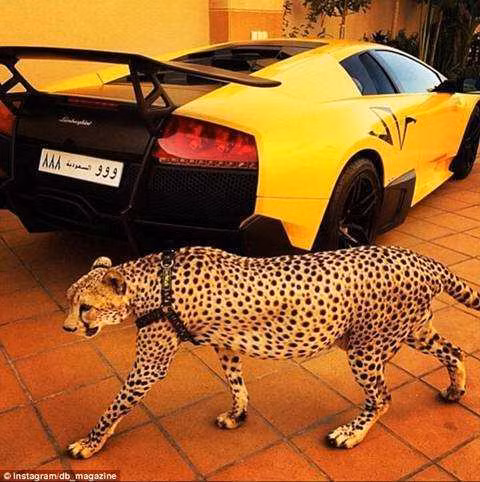 Có thể kể đến như doanh nhân Mohammad Shafiq đã chi tới 20.000 USD mua một con báo gấm theo sự giới thiệu của một người bạn.