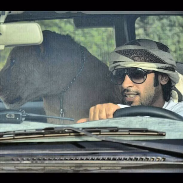 Thậm chí, các đại gia Ả Rập còn mua cả cá mập để phục vụ bữa ăn cho thú cưng.