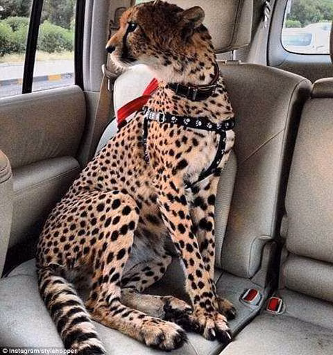 Bên cạnh chi phí ban đầu, mỗi tháng vị đại gia này còn phải chi 1000 USD để thuê người chăm sóc riêng. Khẩu phần ăn là thịt tươi lấy từ lò mổ, có chương trình khám sức khỏe định kỳ.