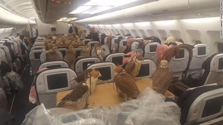 Ở Trung Đông, việc chủ nhân cho chim ưng cùng đi máy bay không phải điều lạ.