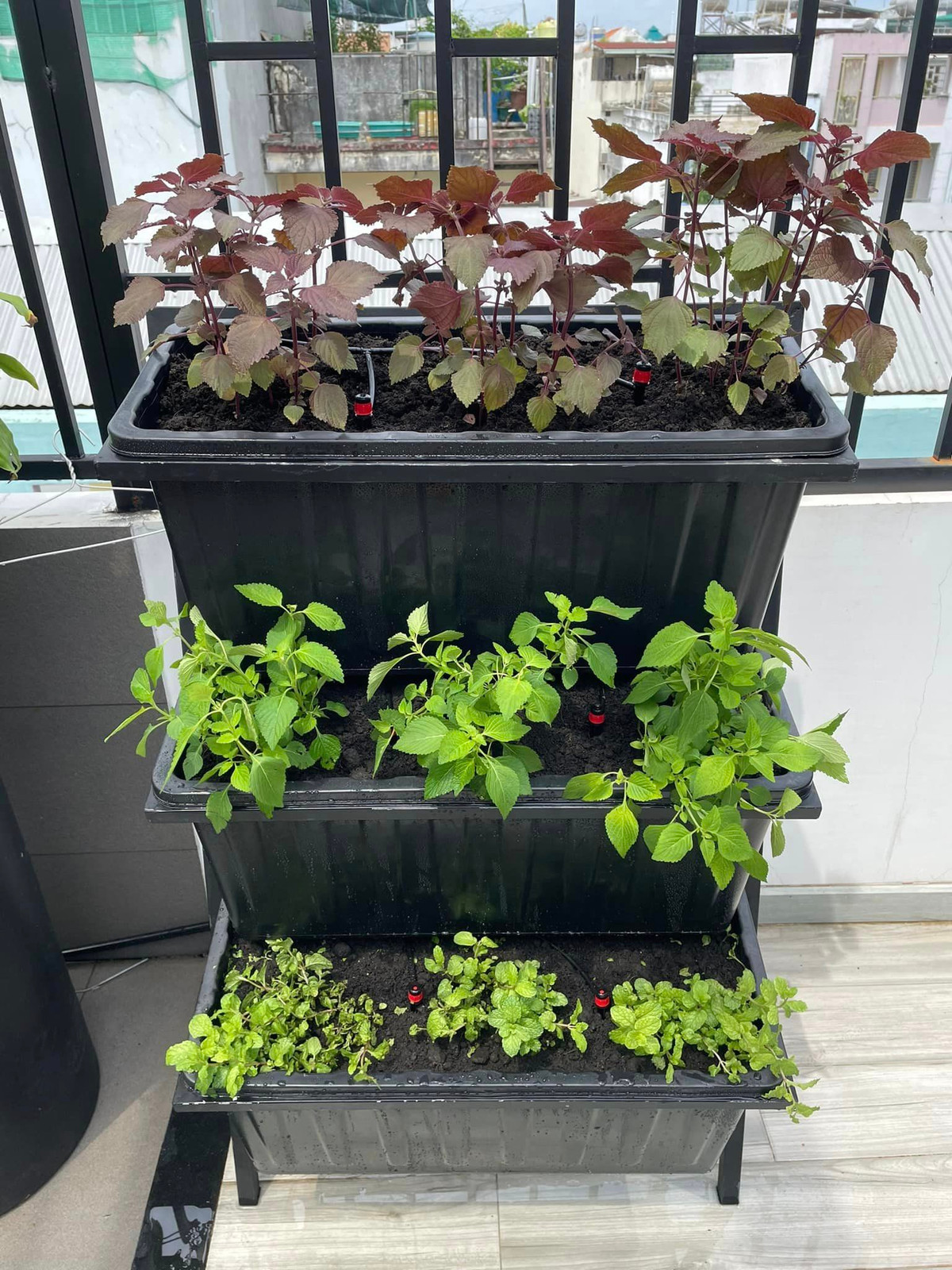 Không gian sân thượng nhà Hứa Minh Đạt - Lâm Vỹ Dạ bao phủ bởi màu xanh mướt của nhiều loại rau, cây cảnh. Ảnh: FBNV