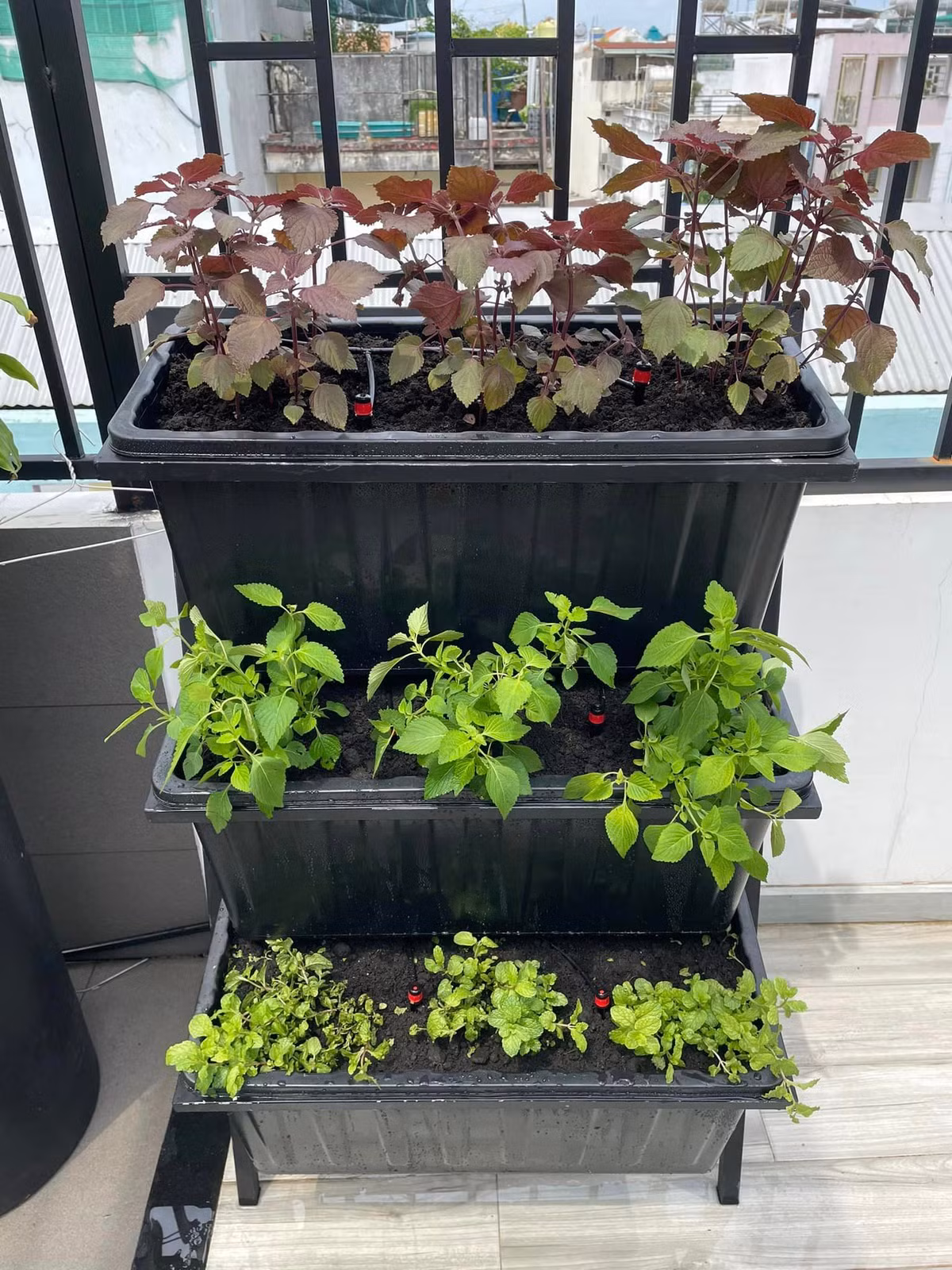 Không gian sân thượng nhà Hứa Minh Đạt - Lâm Vỹ Dạ bao phủ bởi màu xanh mướt của nhiều loại rau, cây cảnh. Ảnh: FBNV