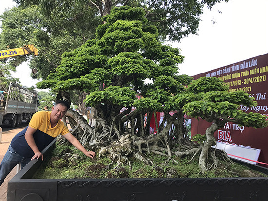 Cây sanh thuộc sở hữu của anh Nguyễn Ánh Dương (ngụ thị xã Buôn Hồ, Đăk Lăk). Cây có chu vi bộ rễ 10 m, cao 3,7 m và dài 6 m. Ảnh: Baodaklak