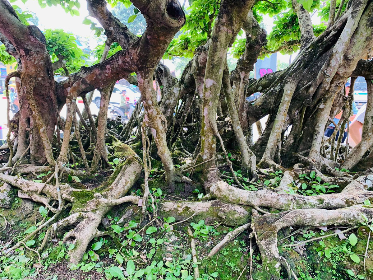 Tán cây xếp theo dáng xiên với hàng chục tán cây lớn nhỏ. Ảnh: Dân trí