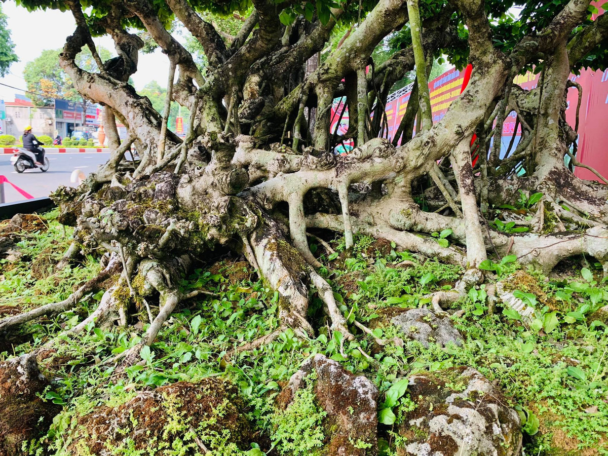 Anh Dương cho biết, cây bắt đầu từ nền tảng bệ nu nơi tập hợp các chi thể giữ chặt nhau, khởi nguyên từ một mầm sinh bé nhỏ và trải qua thời gian cả trăm năm với sức sống mãnh liệt mới được như hiện tại. Ảnh: Dân trí