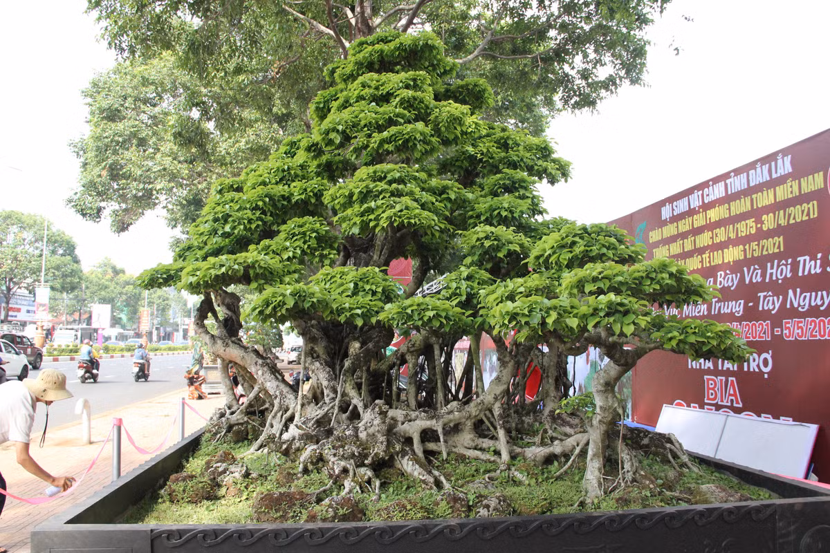 Do được chăm sóc kỹ nên lá cây xanh mướt, tạo thành nhiều tầng. Ảnh: Dân Trí