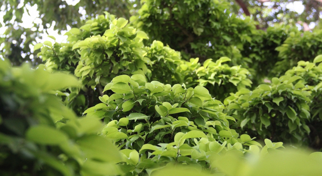 Dưới bàn tay khéo léo của nghệ nhân, cây sanh đồ sộ ngoài tự nhiên trở nên mượt mà với dáng, thế mang ý nghĩa sâu sắc. Ảnh: Nông nghiệp