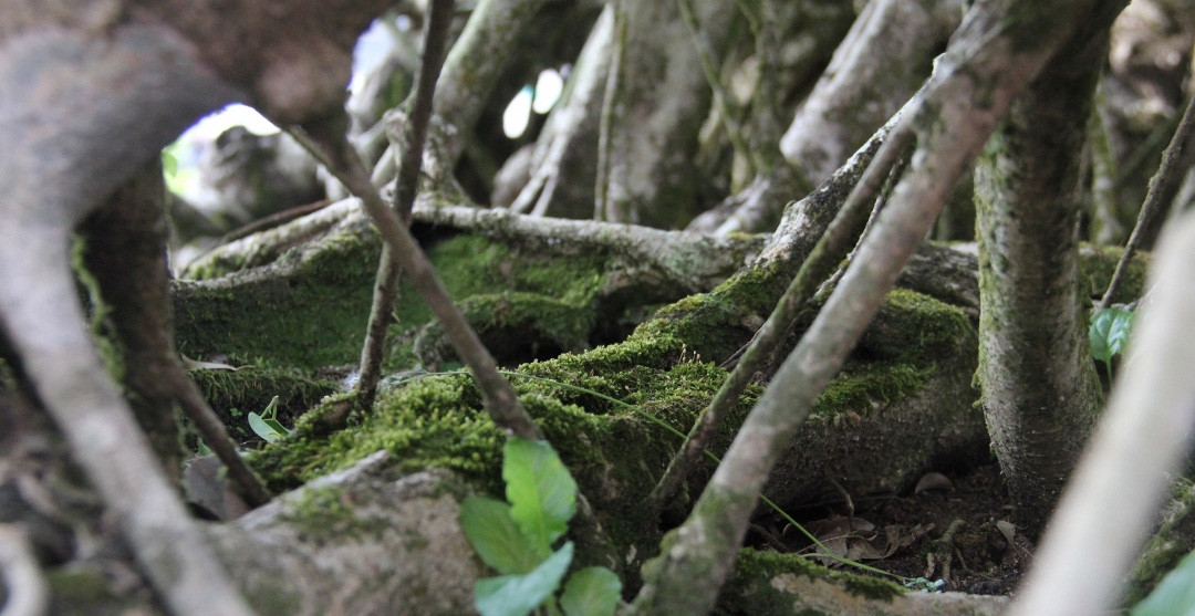 Cây sanh có độ tuổi hàng trăm năm, rong rêu phủ xanh. Ảnh: Nông nghiệp