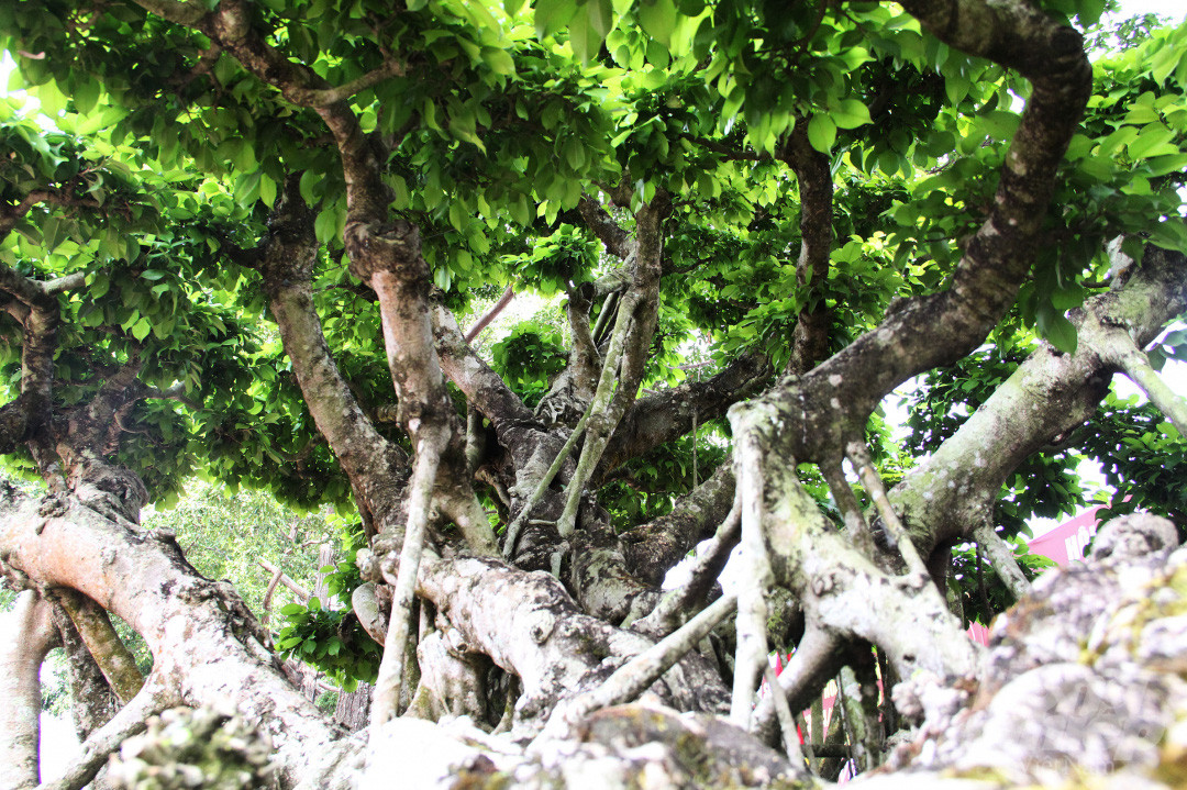 Tán cây rộng, đối xứng đẹp mắt. Ảnh: Nông nghiệp