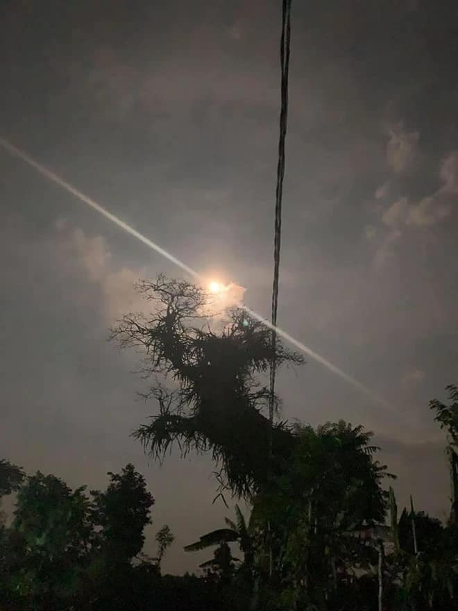 Dáng thế của cây thanh long cũng rất đẹp. Trong ảnh là chụp cây vào năm 2020.