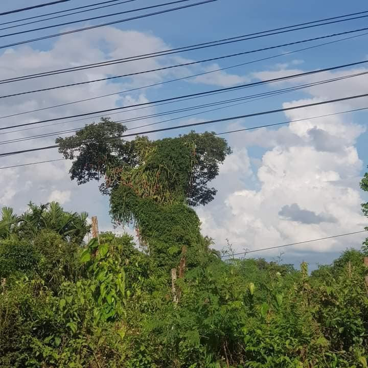 Theo chia sẻ của gia chủ, cây thanh long cao chót vót nhưng việc hái quả cũng không quá khó khăn. Bởi, gốc cây bị chai chỉ còn lõi không có gai đâm ra, rất dễ leo trèo, hoặc dùng sào hái.