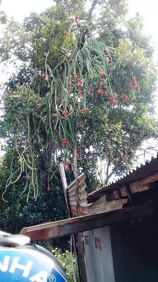 Vì quá cao nên gia chủ chỉ biết đứng dưới ngắm nhìn. Nguồn ảnh: Facebook