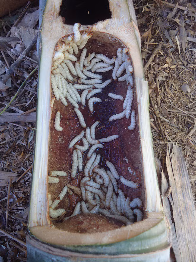 Sâu tre dài khoảng 2 đốt ngón tay, màu trắng ngần, có thể chế biến thành nhiều món ăn. Ảnh: Dân Việt