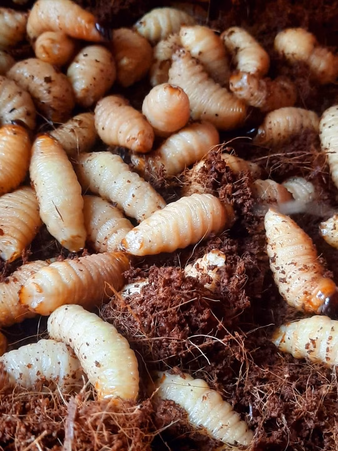 Mỗi kg đuông dừa thương phẩm khoảng 400.000 đồng, thậm chí có thời điểm tới 700.000 - 800.000 đồng. Ảnh: Facebook