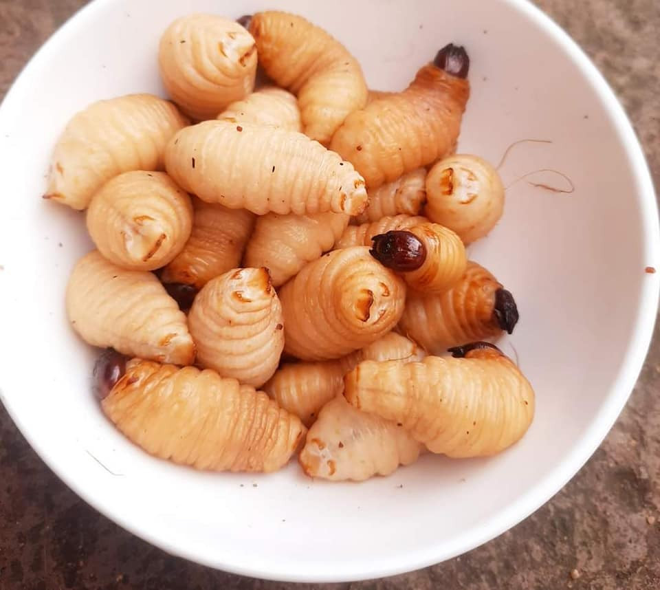 Đuông dừa là đặc sản miền Tây kén người ăn. Bởi, không nhiều người đủ can đẩm bỏ cả con đuông dừa đang bò lúc nhúc trong bát nước mắm vào miệng để thưởng thức. Ảnh: Facebook