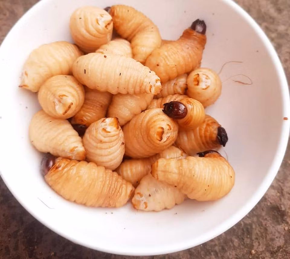 Đuông dừa là đặc sản miền Tây kén người ăn. Bởi, không nhiều người đủ can đẩm bỏ cả con đuông dừa đang bò lúc nhúc trong bát nước mắm vào miệng để thưởng thức. Ảnh: Facebook