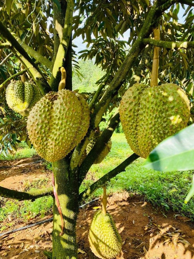 Trước mắt, công ty của bầu Đức đang thu hoạch một vườn 21 ha, đã bán và thu tiền ước tính 500 tấn. Ảnh: Dân trí