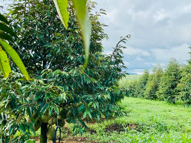 Năm 2026, HAGL sẽ khai thác toàn bộ 1.200ha sầu riêng. Ảnh: HAGL